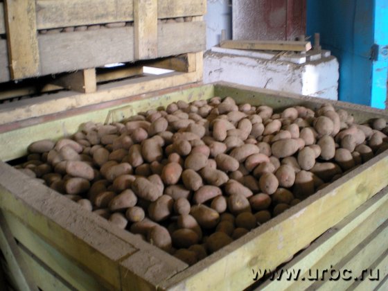 Картофельный скачок Картофельный скачок