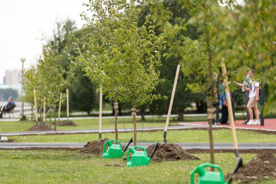 Набережной дали зеленый свет