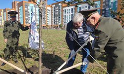 В Академическом заложили дубовую аллею