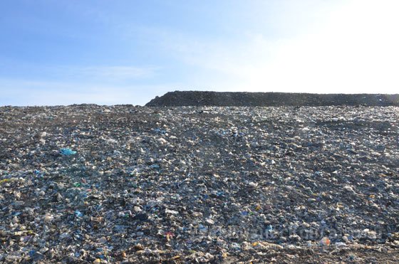 На смену мусору — зелень