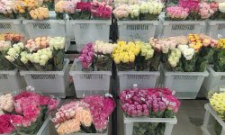 Цветы по праздничному курсу