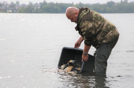 Движение к чистоте Движение к чистоте