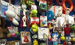 Русская жизнь домашних животных