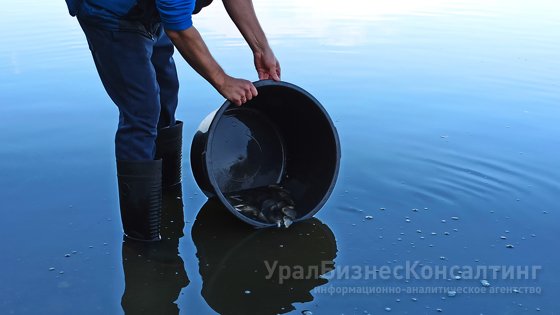 Рыбно-экологический баланс Рыбно-экологический баланс