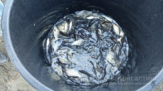 Рыбно-экологический баланс Рыбно-экологический баланс