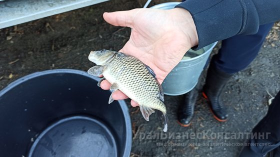 Рыбно-экологический баланс Рыбно-экологический баланс