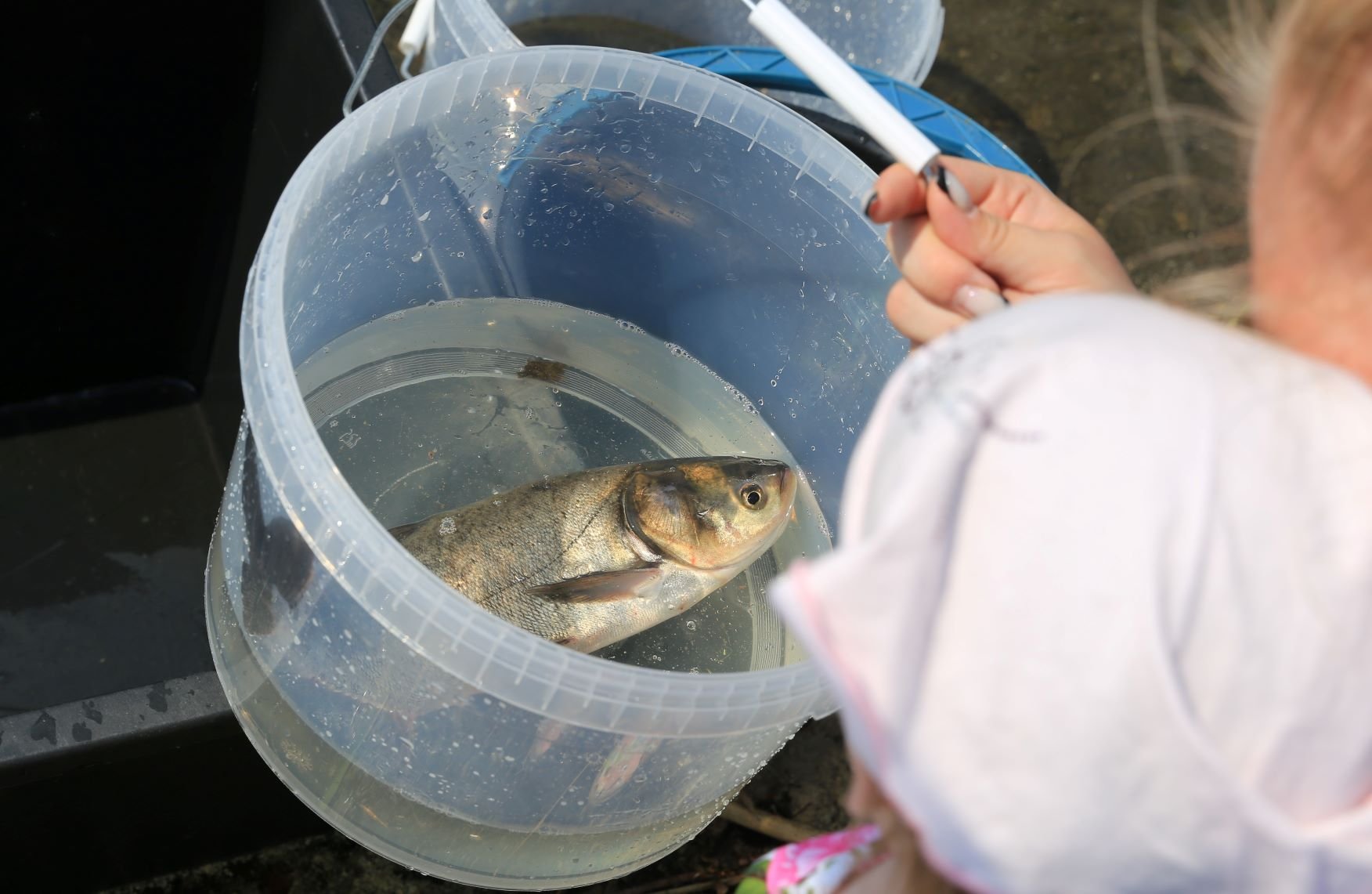 ЕВРАЗ НТМК в рамках экологической акции выпустил в Нижнетагильский пруд более 1 тыс. белых толстолобиков
