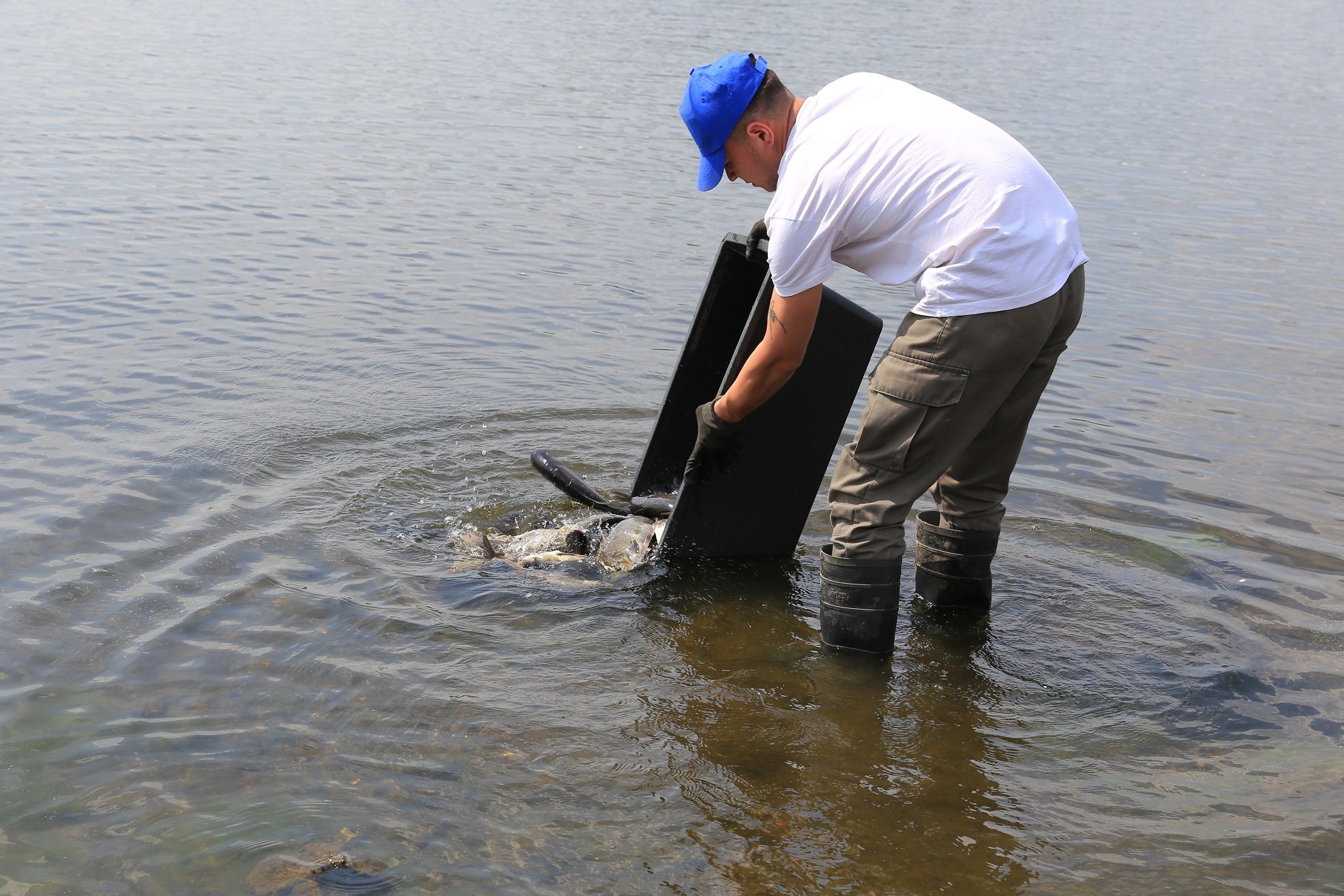 ЕВРАЗ НТМК в рамках экологической акции выпустил в Нижнетагильский пруд более 1 тыс. белых толстолобиков