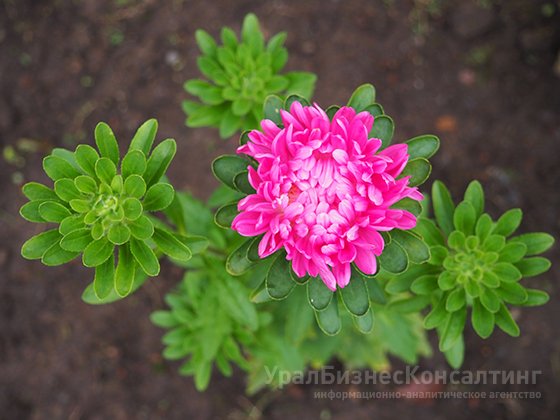 Букеты подорожали к 1 сентября