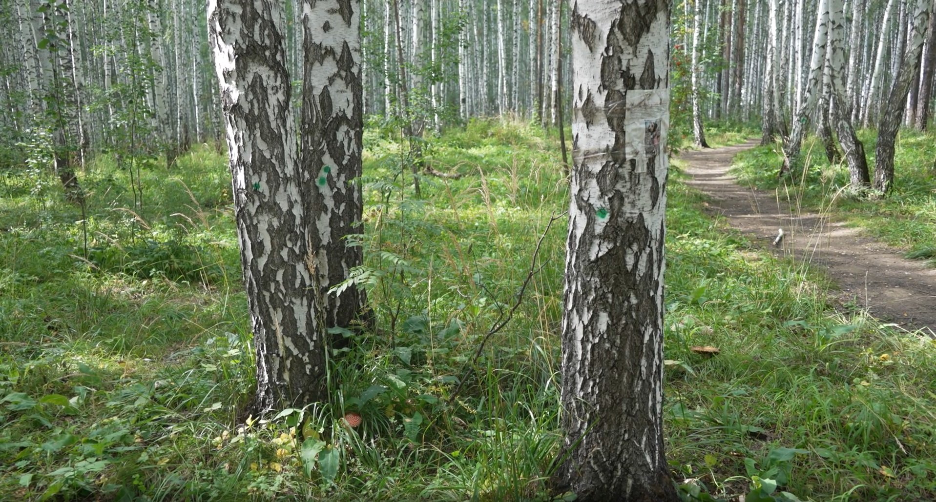 Зеленый город будущего