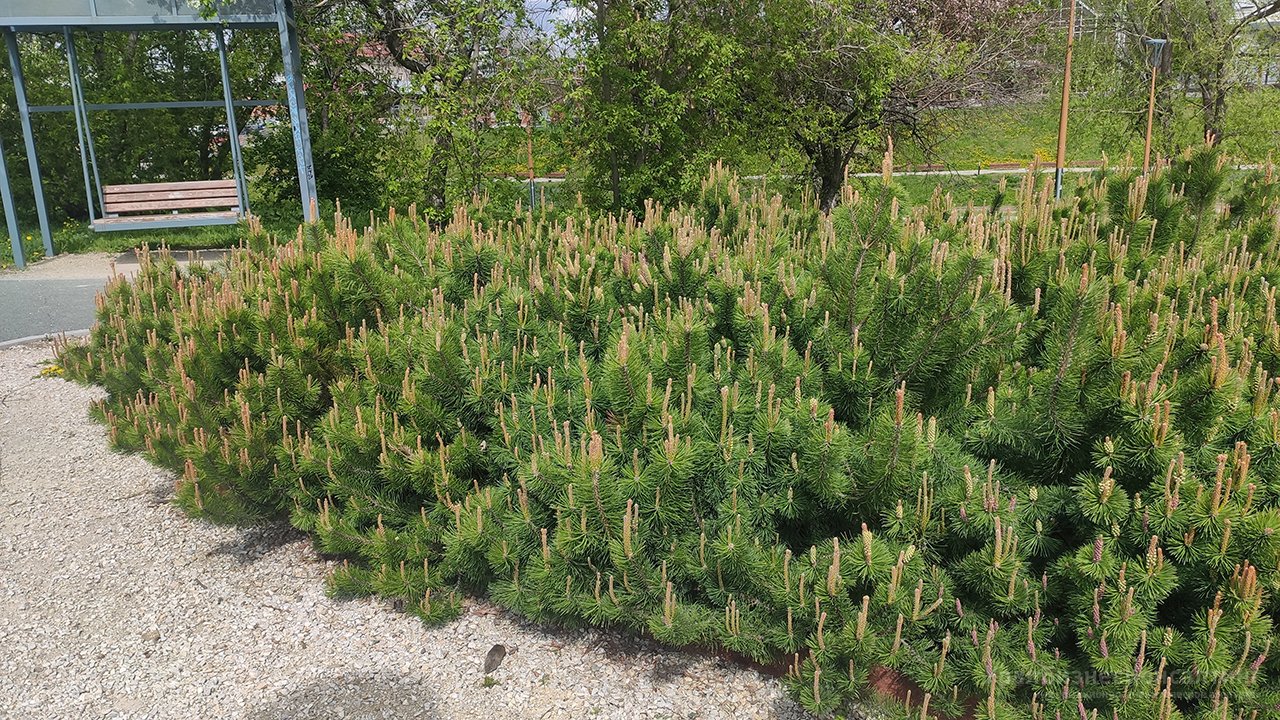 На Среднем Урале благоустроят еще пять парков