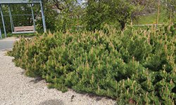 На Среднем Урале благоустроят еще пять парков