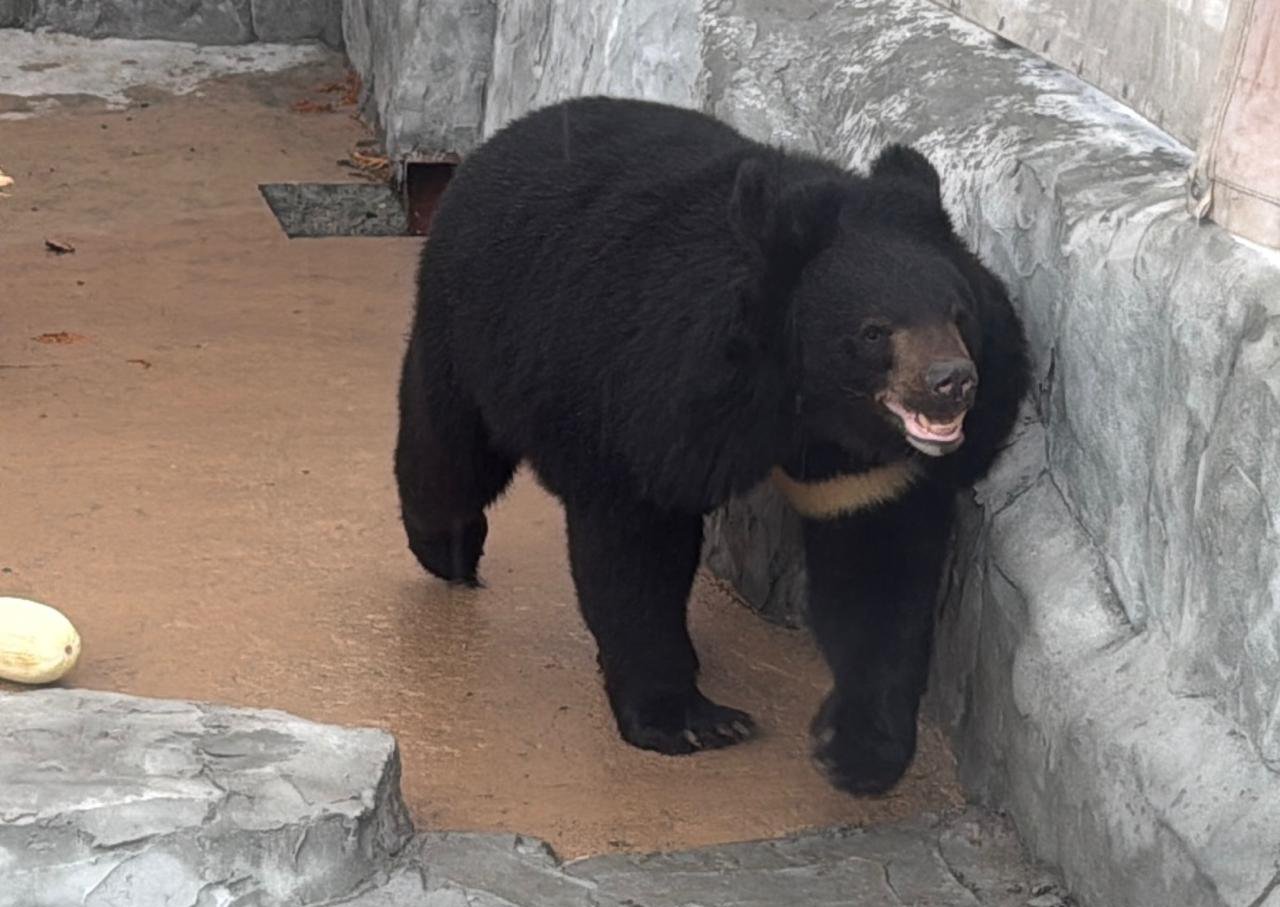 «Уральские авиалинии» перевезли в Екатеринбург гималайскую медведицу
